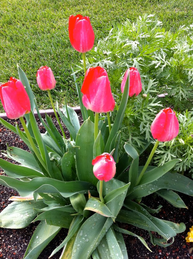 Tulips, Wooden Shoes, Hagel Slag?